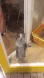 HappyCat