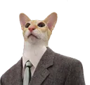 cat_suit