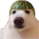 melon