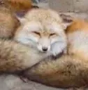FoxSwole