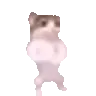 C1_catdance