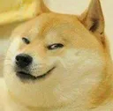 DogeGandiSoch