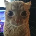 Fishe_Stare