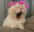 cat_blushing Discord emoji