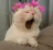 cat_blushing cat_blushing