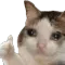 cat_thumbs_up