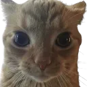 stare
