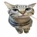 D7_WideCat