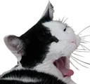nebbyscream nebbyscream
