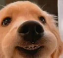 m_cachorro