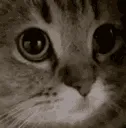 meow