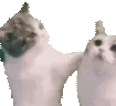 CatAHomie