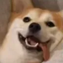 happydog happydog