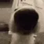 sniffa sniffa
