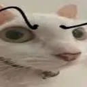 sussybaka