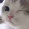 Cat Wink cat_wink Discord Emoji