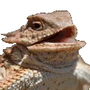 dragon_laugh