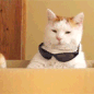catswag