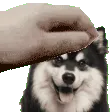 PetLappy