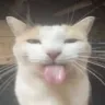 sillycat