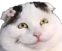 CatHehe