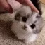 pats