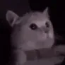 FlashbangCat