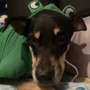 e_puppyfroge