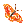 butterfly2