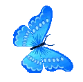 butterfly3