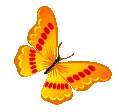 butterfly5