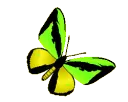 butterfly6