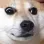 dogWut