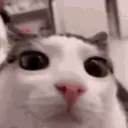 plink plink