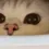CatSNIFFA