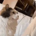 CatHEADBANG