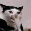 catcry