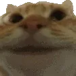 catYep