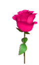 pink_005