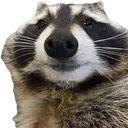 raccoon