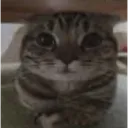 soi
