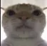 dandy_stares