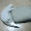 CatSpin