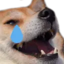 dogekekcry