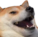doggo