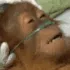 apedau
