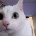 doryzoom
