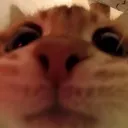 catpeek catpeek