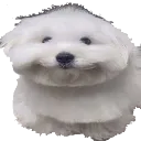 DumbDogSmile_HeFunny