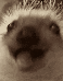 gif_